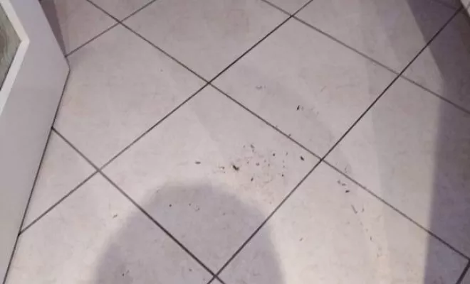 Nettoyage de maison et d'appartement, Rennes, Expert Clean Concept